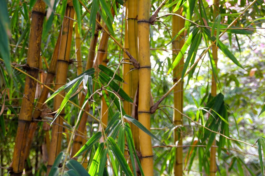 Why Bamboo is the Ultimate Eco-Friendly Choice