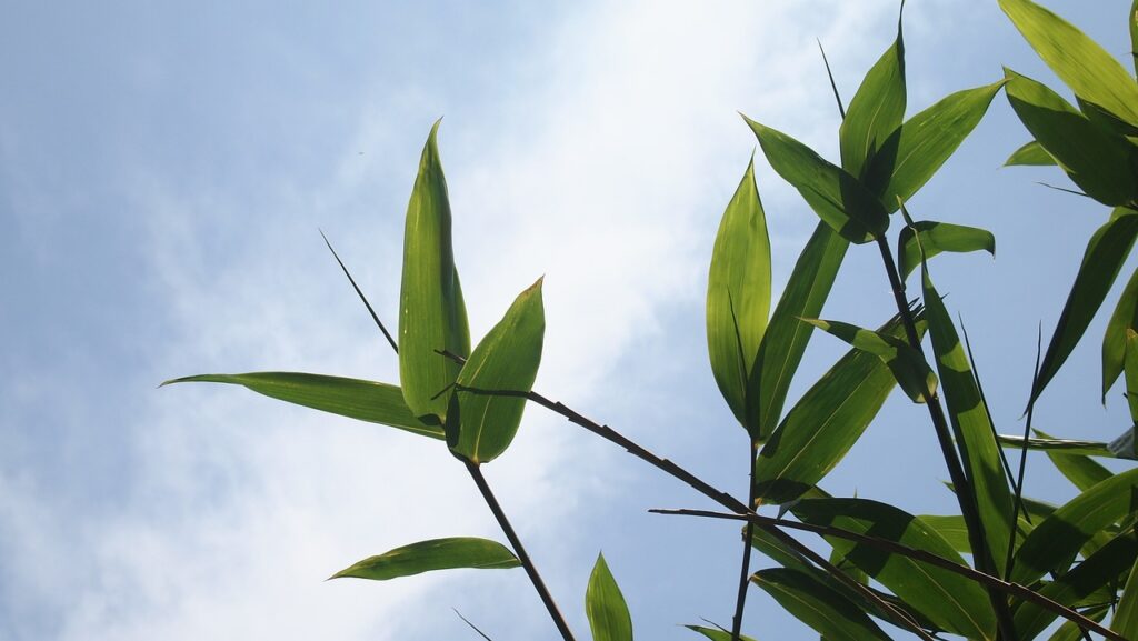 Sustainable bamboo plants used for eco-friendly bedding