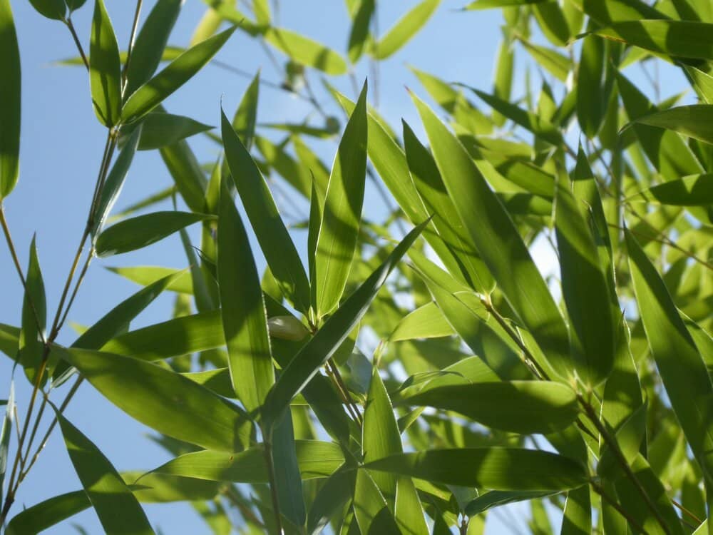 Bamboo Leaves