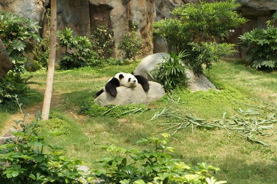 Panda Bear