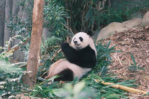 Pandas Love Bamboo