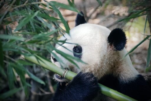 Sustainable Bamboo Bedding